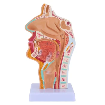 Анатомическая модель полости носа и горла, Анатомическая модель глотки человека, модель гортани для студентов, демонстрационный показ, преподавание
